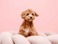 什么是棕色马尔蒂普?(马尔蒂普外观特征及性格)