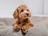 棕色马尔蒂普多少钱一只?(饲养马尔蒂普一年的开销)