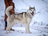 哈士奇尾巴的品种标准是什么?(哈士奇的尾巴卷曲的含义)