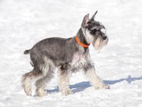 雪纳瑞剪耳有什么好处?(雪纳瑞剪耳的历史故事)