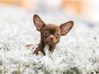 什么是棕色吉娃娃?(棕色吉娃娃的的外形特征介绍)