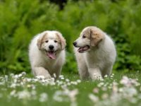 比利牛斯山吃什么狗粮好?(比利牛斯山犬的最佳喂养时间表)