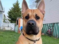 德国牧羊犬和沙皮犬的混合多少钱?(沙皮犬和牧羊犬混种的优点缺点)