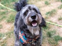 什么是梅尔金毛犬?(梅尔金毛犬的外观特征及性格)