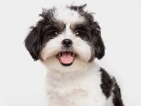 一只黑白西施犬要多少钱?(饲养黑白西施犬一年的花费)