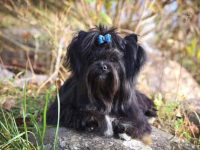 什么是黑色约克夏犬?(约克夏的性格脾气)