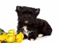 黑色约克夏多少钱一只?(黑色约克夏一年的花费)