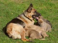 德国牧羊犬怀孕多少天生产?(德国牧羊犬怀孕的症状表现)