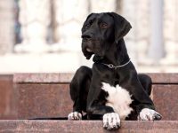 一只黑色大丹犬要多少钱?(普通家庭饲养大丹犬一年的开销)