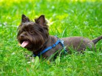 什么是巧克力约克夏犬?(约克夏的性格脾气)