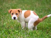 狗狗的粪便是橙色怎么办?(狗狗拉橙色粑粑的处理方法)