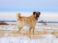 坎高犬是哪个国家品种?(坎高犬的起源和历史)