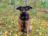 法国斗牛犬德国牧羊犬混种的起源和历史