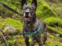 德国牧羊犬和法国斗牛犬混种多少钱一只?