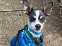 意大利灰狗多少钱一只?(意大利灰狗的起源和历史)