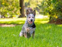 什么是澳大利亚牧牛犬?(澳大利亚牧牛犬的起源和历史)