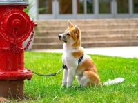 混血柯基犬要多少钱一只?(饲养混血柯基犬的成本开销)