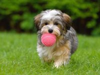 盘点出售高质量哈瓦那犬的十大排名地点