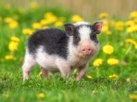 茶杯猪的寿命多长?(关于茶杯猪的13个令人震惊的小知识)