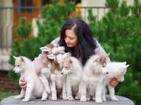 什么是狗的繁殖权?(带不带繁育权有什么差别)