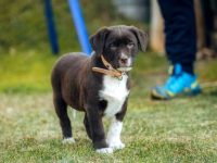 混血澳大利亚牧羊犬多少钱一只?(饲养澳大利亚牧羊犬一年的花费)