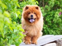 什么狗的舌头是全紫的?(天生紫色舌头的13种狗狗)