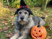 德国雪纳瑞犬要多少钱一只?(德国雪纳瑞犬的优点和缺点)