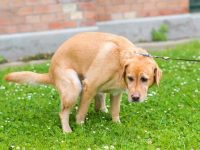 狗拉屎怎么清理比较好?(处理狗狗粪便的妙招)