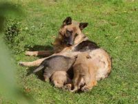 德国牧羊犬待产的时间有多长?(德国牧羊犬的分娩的三个阶段)