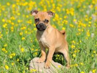 混血哈巴狗多少钱一只?(养巴哥犬一年的开销)