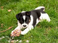 混血边境牧羊犬要多少钱一只?(饲养边境牧羊犬的成本开销)