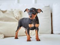 迷你杜宾犬为什么要剪耳?迷你杜宾犬修耳的好处!