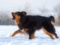 澳大利亚牧羊犬有攻击性吗?(澳大利亚牧羊犬的性格特征)