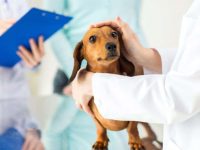 什么是狗的胰腺炎?(治疗狗狗胰腺炎的4 种方法)