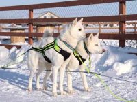 白色哈士奇是怎么来的?(白色哈士奇外观特征与性格)