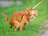 狗狗为什么会便秘?(狗狗便秘的原因及正确应对方法)