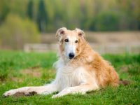 幼年长毛灵缇犬多少钱一只?(长毛灵缇犬的优缺点)