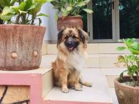 什么是马耳他德国牧羊犬?(马耳他德国牧羊犬混种的起源和历史)