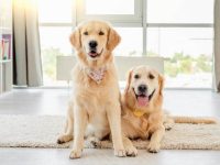 金毛猎犬几岁开始长毛?(金毛犬毛发保持光泽的护理方法)