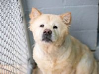 松狮犬杂交品种多少钱一只?(饲养松狮犬的成本开销)