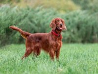 爱尔兰塞特犬杂交品种有哪些?(独特又好看的9种爱尔兰塞特犬)