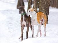 混血灰色犬有哪些?(21种独特的灰狗杂交品种)