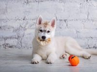 狗狗可以吃猪耳朵吗?(猪耳朵对狗的好处和风险)