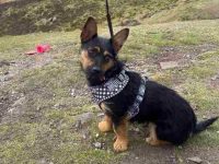 德国牧羊犬约克夏混种要多少钱?(德国牧羊犬约克夏的优点和缺点)