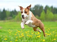 为什么狗绝育后不能跳起来?(狗狗绝育后停止跳跃的护理方法)