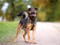 罗威纳犬和德牧杂交叫什么犬?(德牧与罗威纳混血的起源和历史)