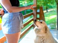 比利牛斯山犬一天喂食多少?(比利牛斯山犬食量对照表)