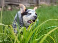 为什么狗狗总是做出咀嚼动作?(狗狗嘴巴不停咀嚼的14种原因)