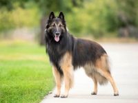 什么是长毛比利时玛利诺犬?(比利时牧羊犬的外观特征)