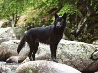 黑狼犬是什么狗?(黑狼狗外观特征介绍)